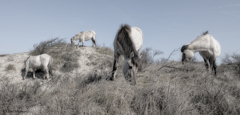 Konik Horses 0410_5.jpg